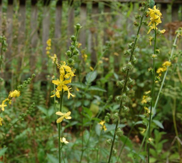 Agrimonia eupatoria | Kleiner Odermenning